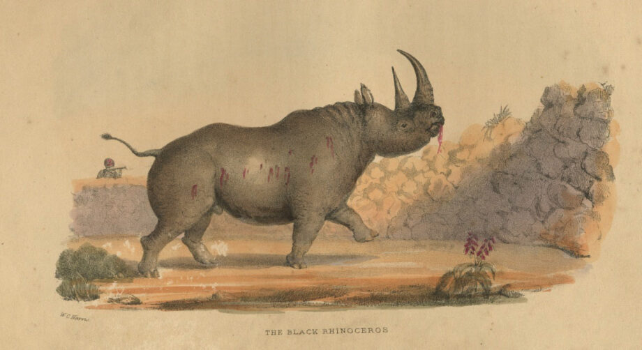 Wm.Cornwallis Harris’ black rhino