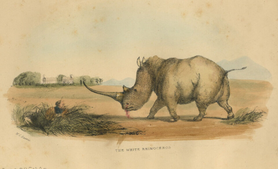 Wm. Cornwallis Harris, white rhino