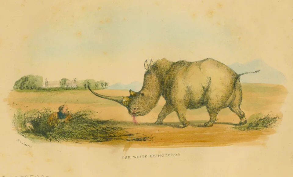 Wm. Cornwallis Harris, white rhino