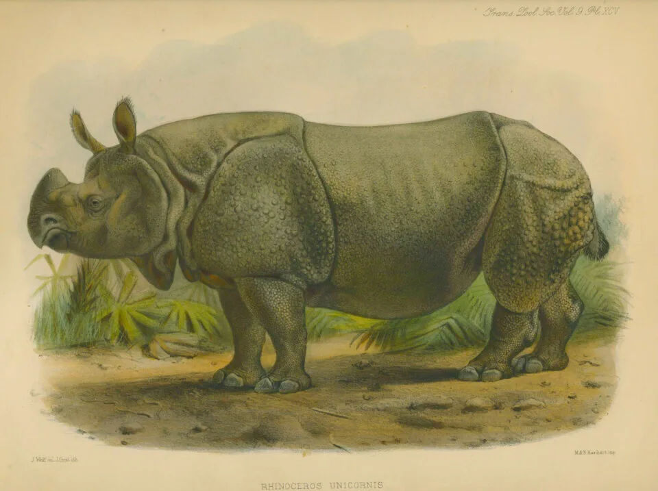 Unicornis by Wolf in the Transactions of Zoo. Soc.