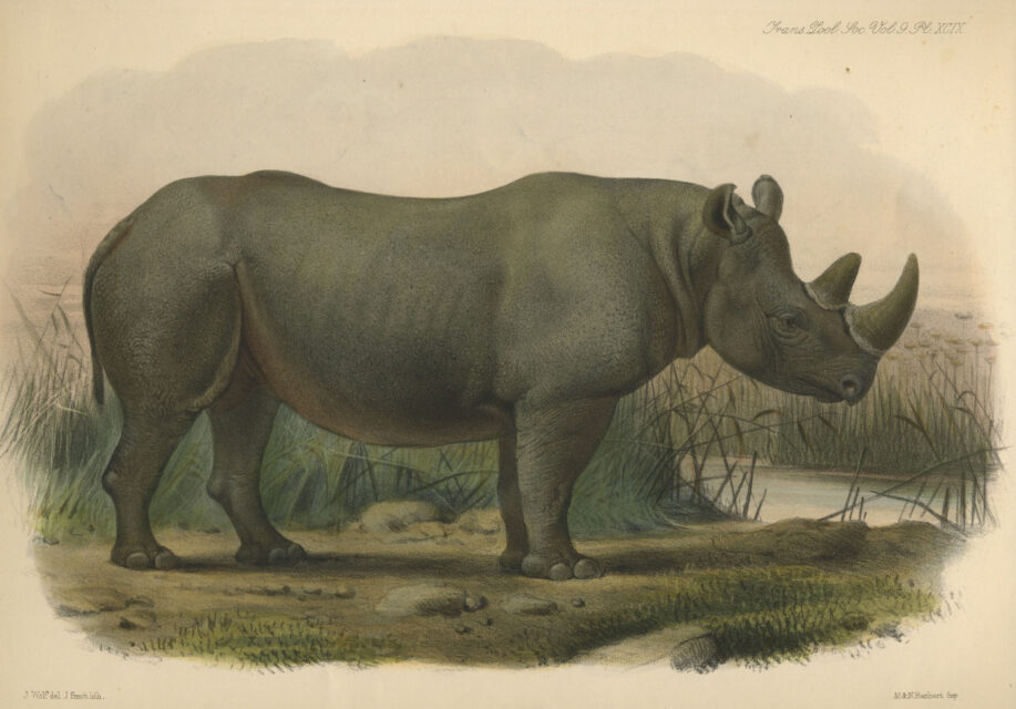 Bicornis by Wolf in Zoo. Transactions