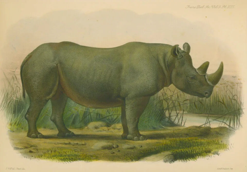Bicornis by Wolf in Zoo. Transactions