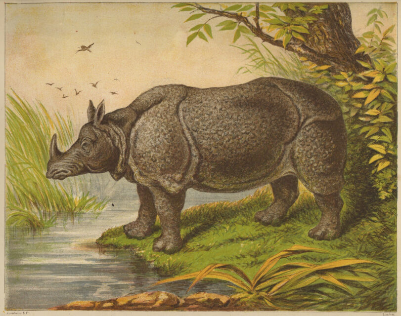 Warne’s Picture Natural History