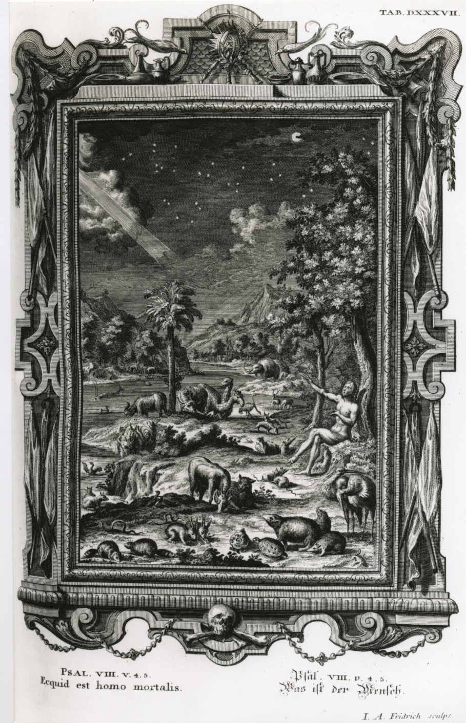 Scheuchzer God creates man