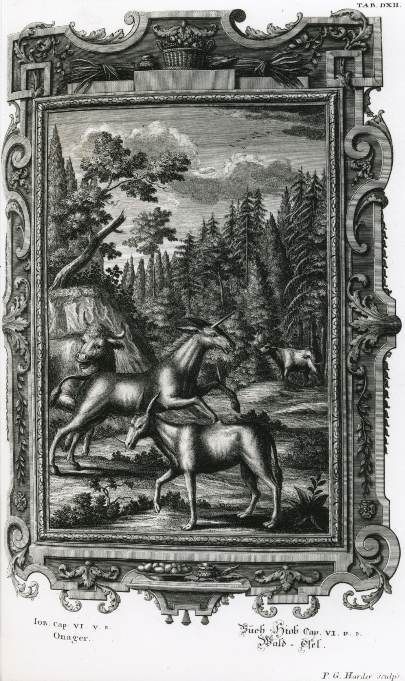 Scheuchzer illustrates Job