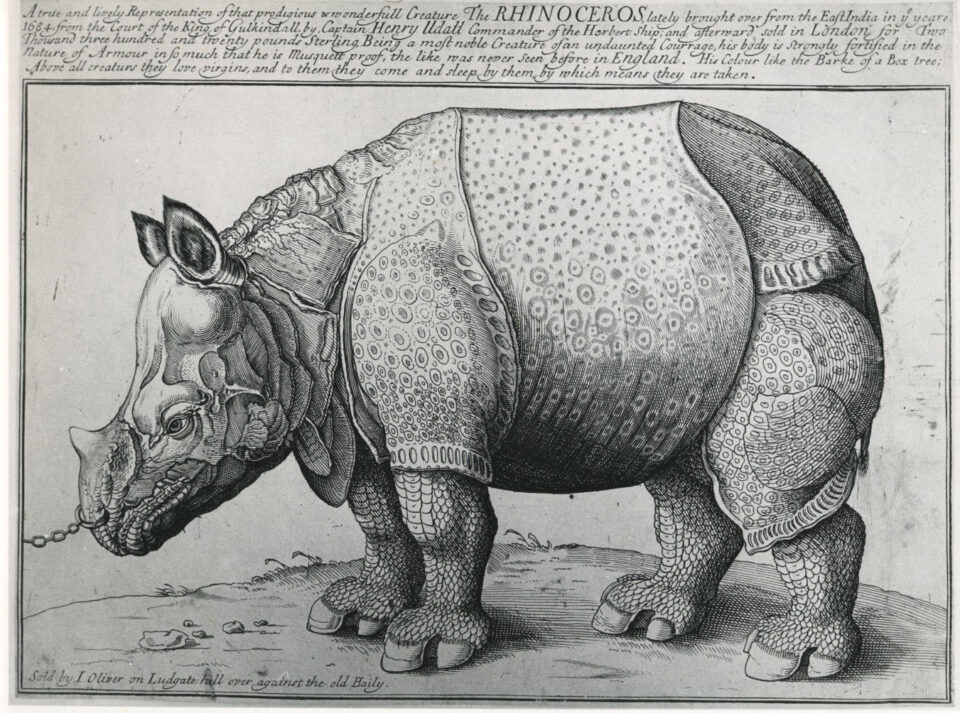 The first London rhino