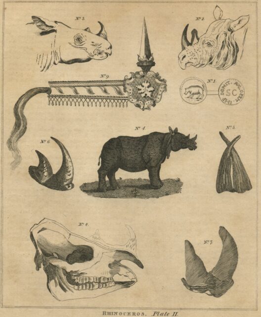 Horns and new species