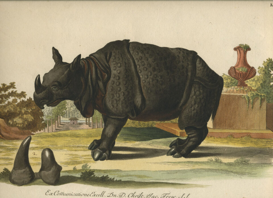 Georg Wolfgang Knorr