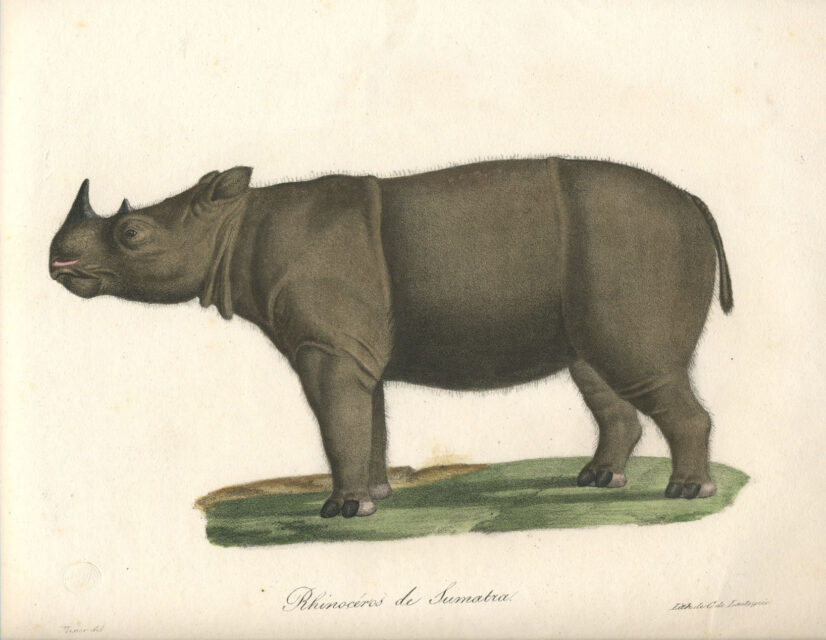 Cuvier & geoffrey-Saint Hiliaire