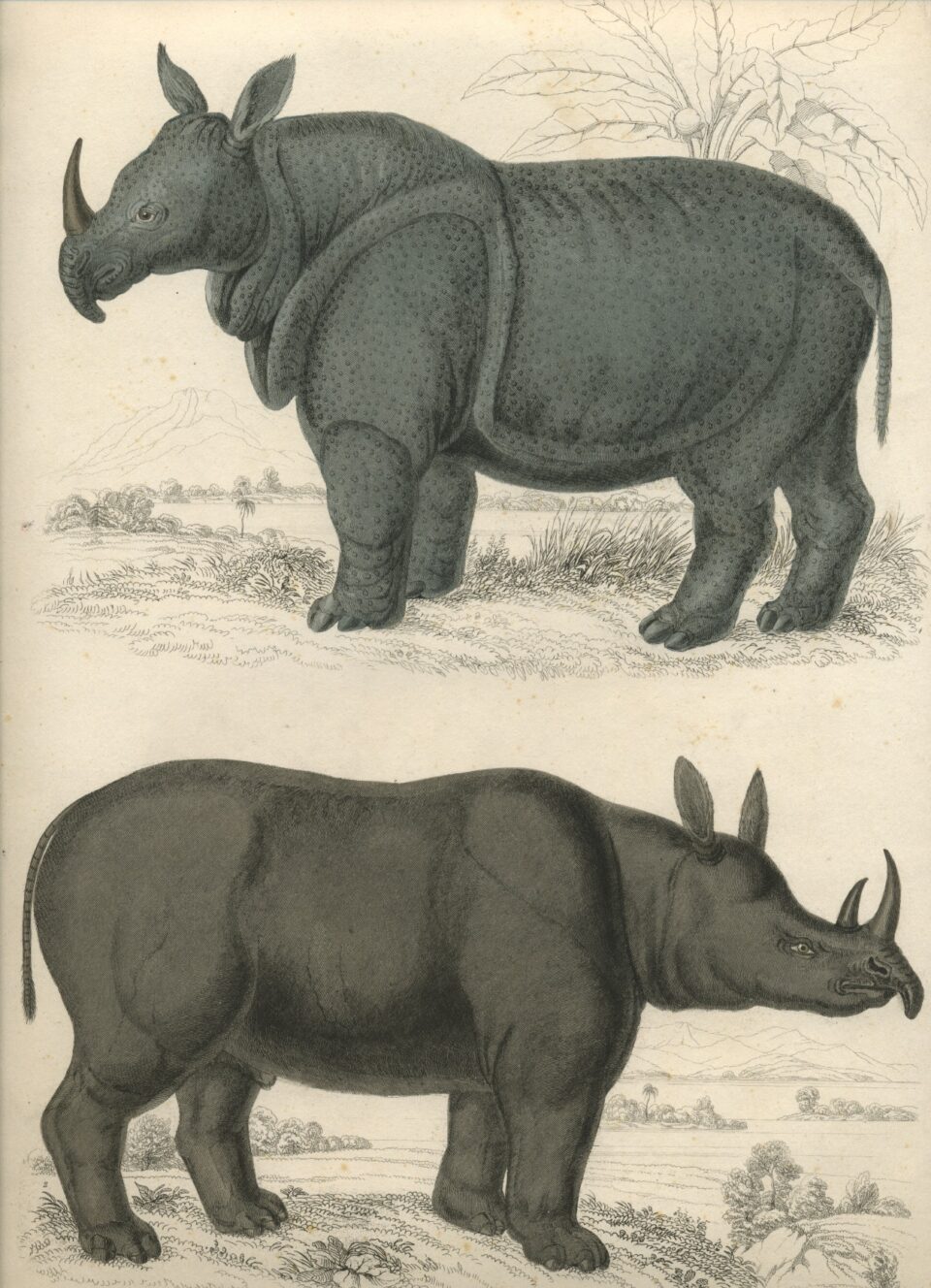 The Edinburgh Journal