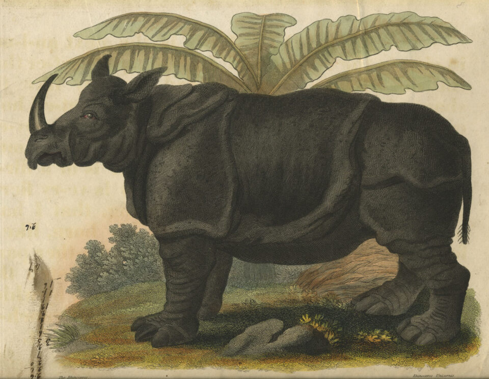 Javan rhino