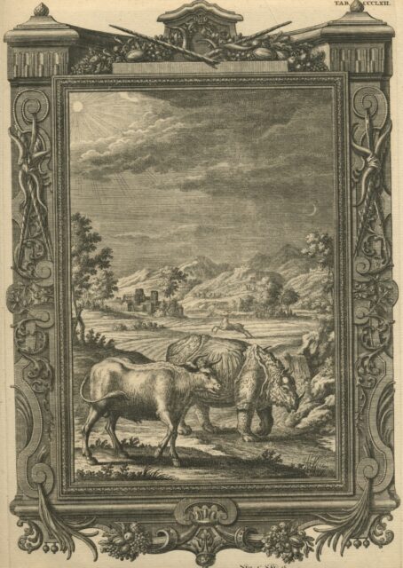 Scheuchzer rhino with cow