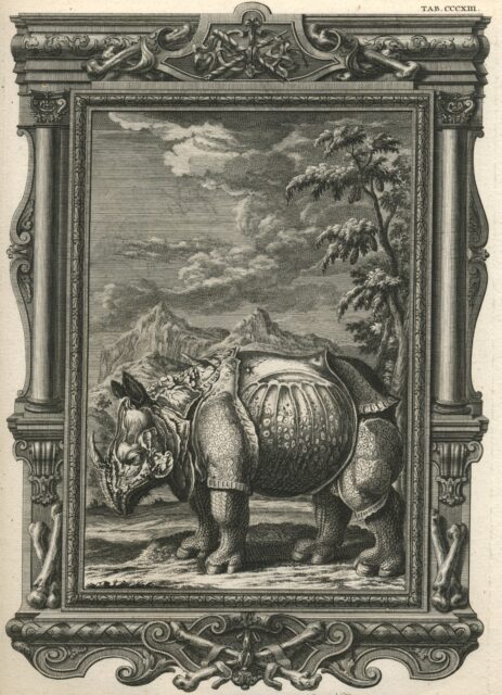 Scheuchzer rhino as Re em