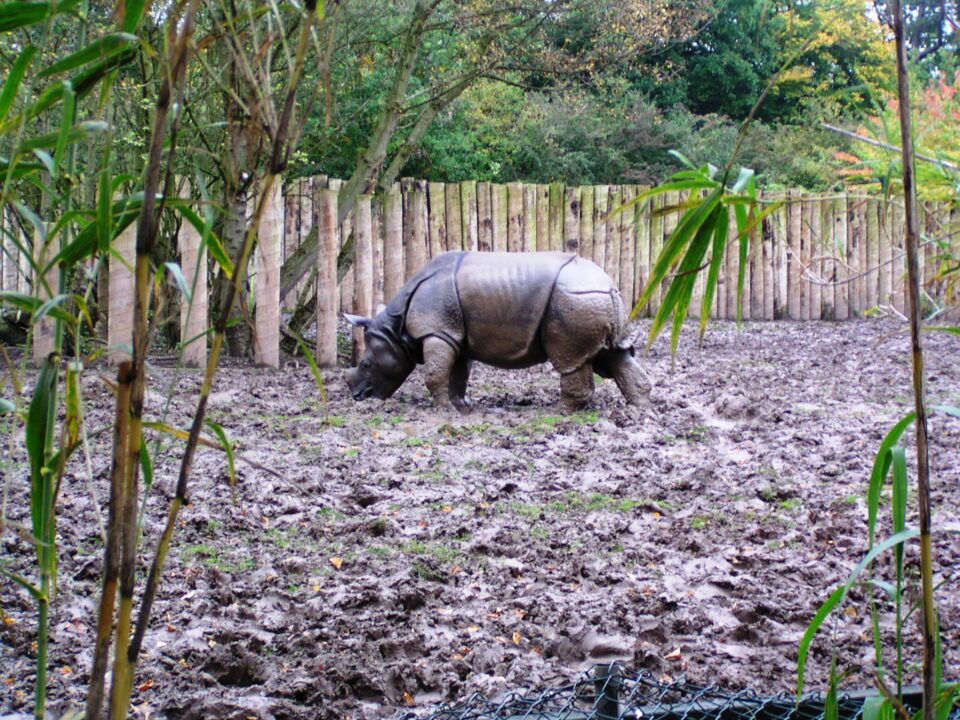 Chester Indian rhino