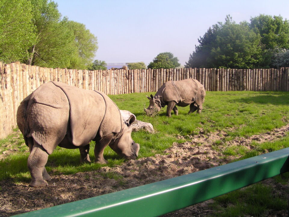 Chester Indian rhinos