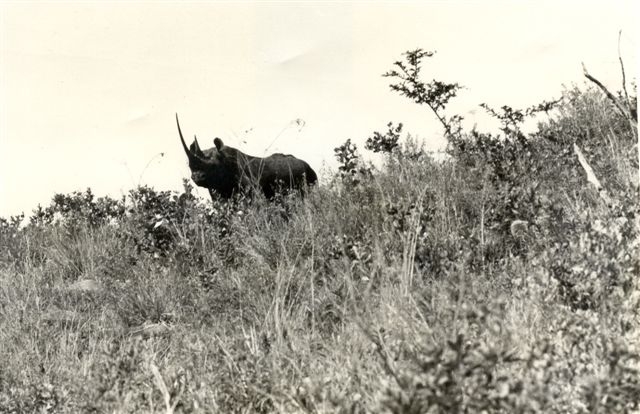 Hluhluwe 1961