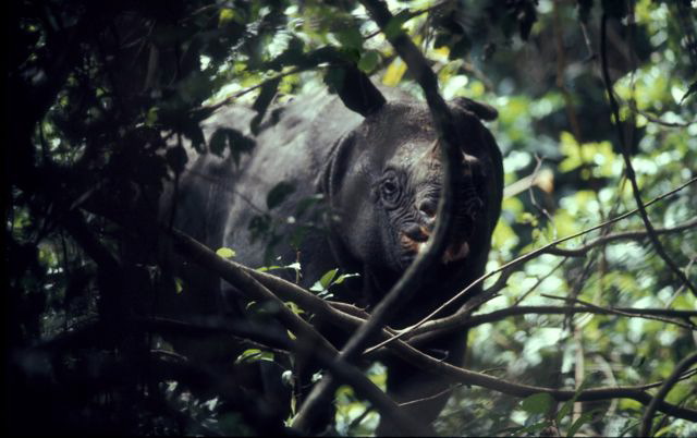 Javan Rhino 00