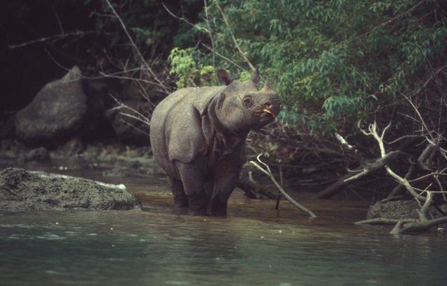 Javan Rhino 12