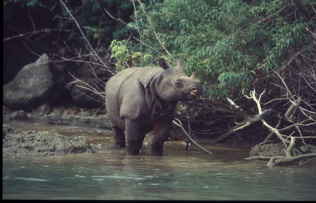 Javan rhino 01