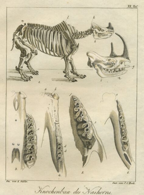 Johann Wolf 1817