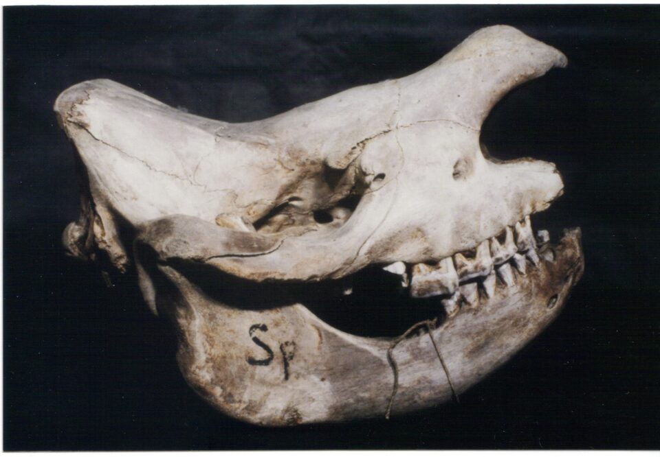 Sparrman Skull
