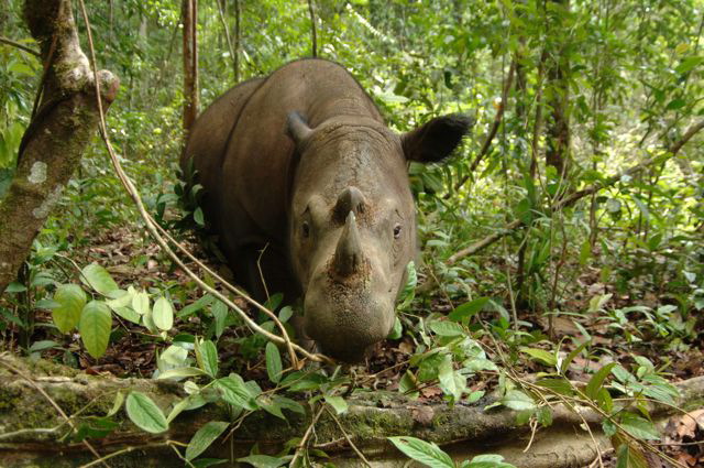 Sumatran 04
