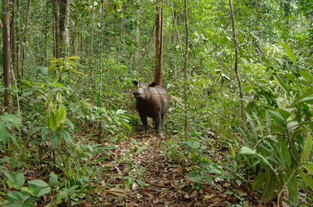 Sumatran 06