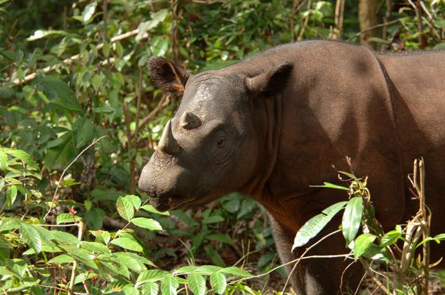 Sumatran 08
