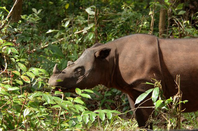 Sumatran 09