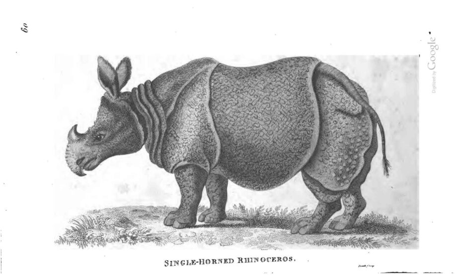 Shaw Unicornis