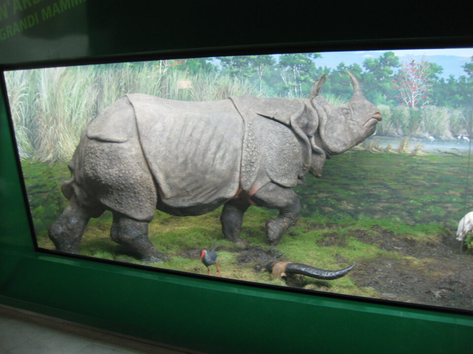 Indian rhino in museum.