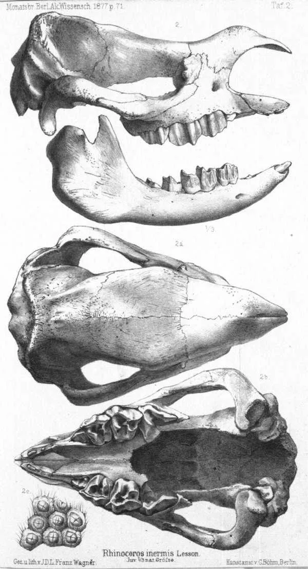 1877 Rh. inermis