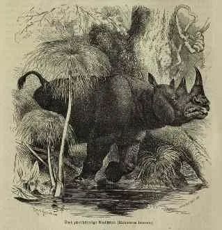 Brehm bicornis