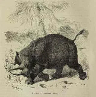 Brehm keitloa 1865