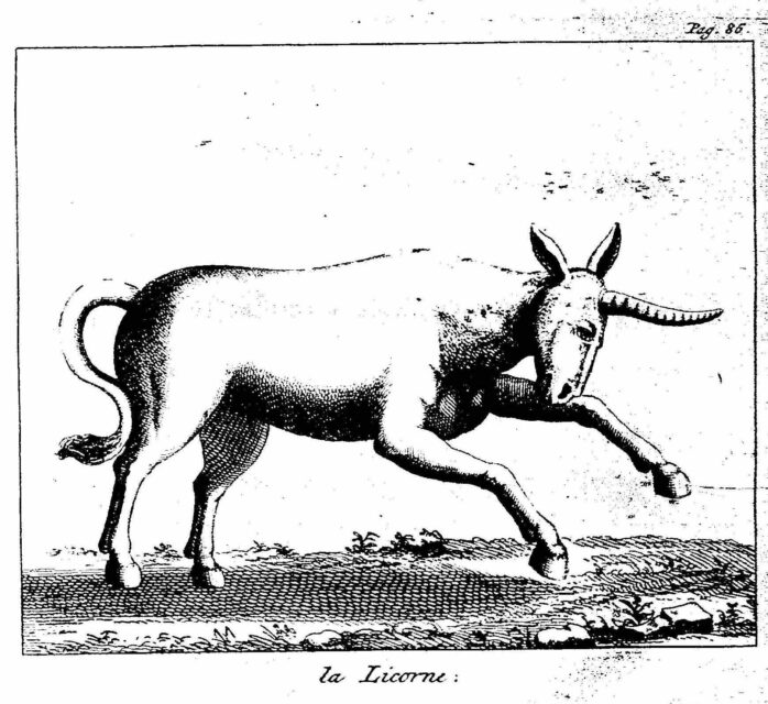 Cuper 1742
