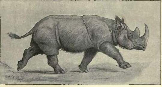 Sumatran rhino