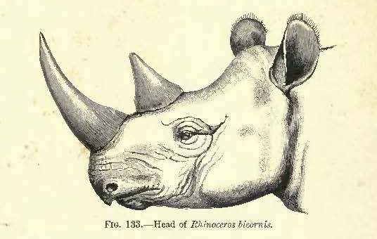 Black rhino head