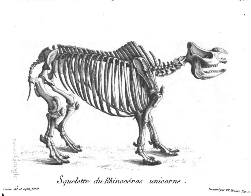 Indian rhino skeleton