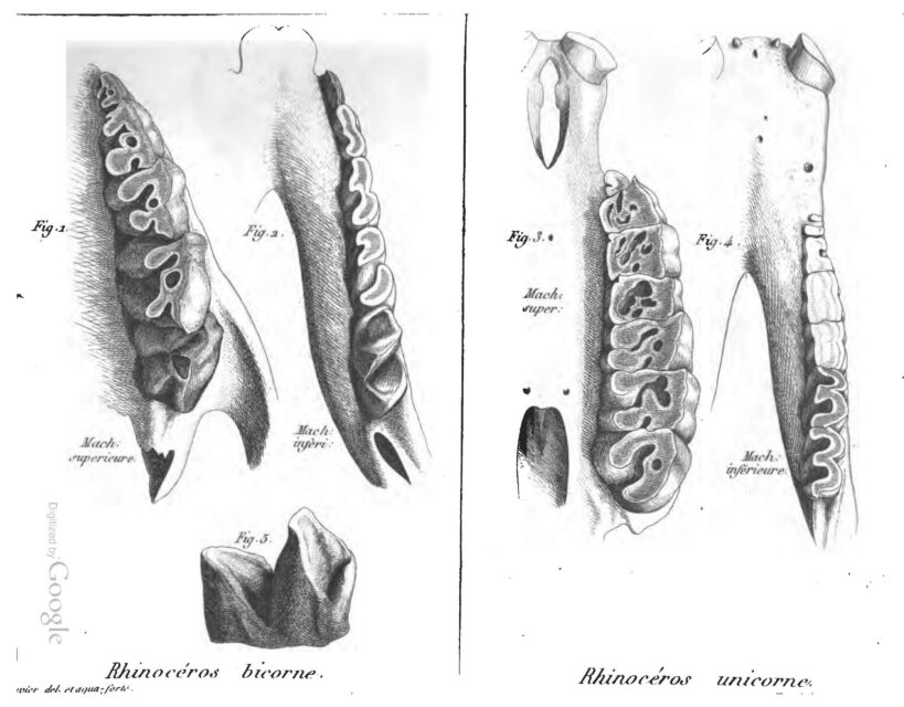 Rhino teeth