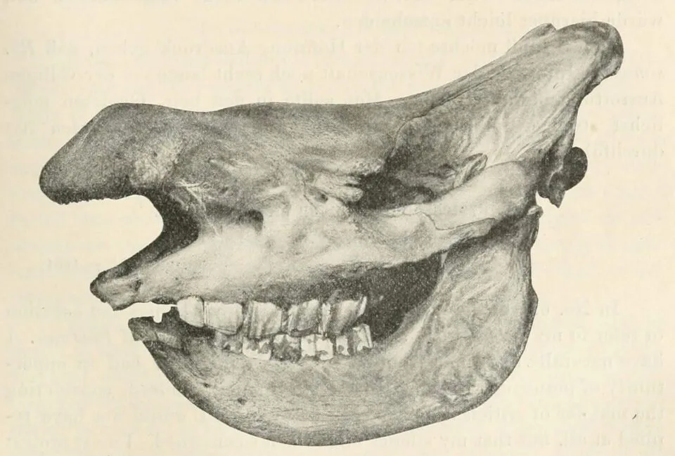 Hamburg skull