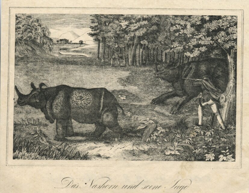 anonymous Austrian rhino chase