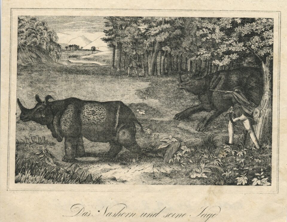 anonymous Austrian rhino chase