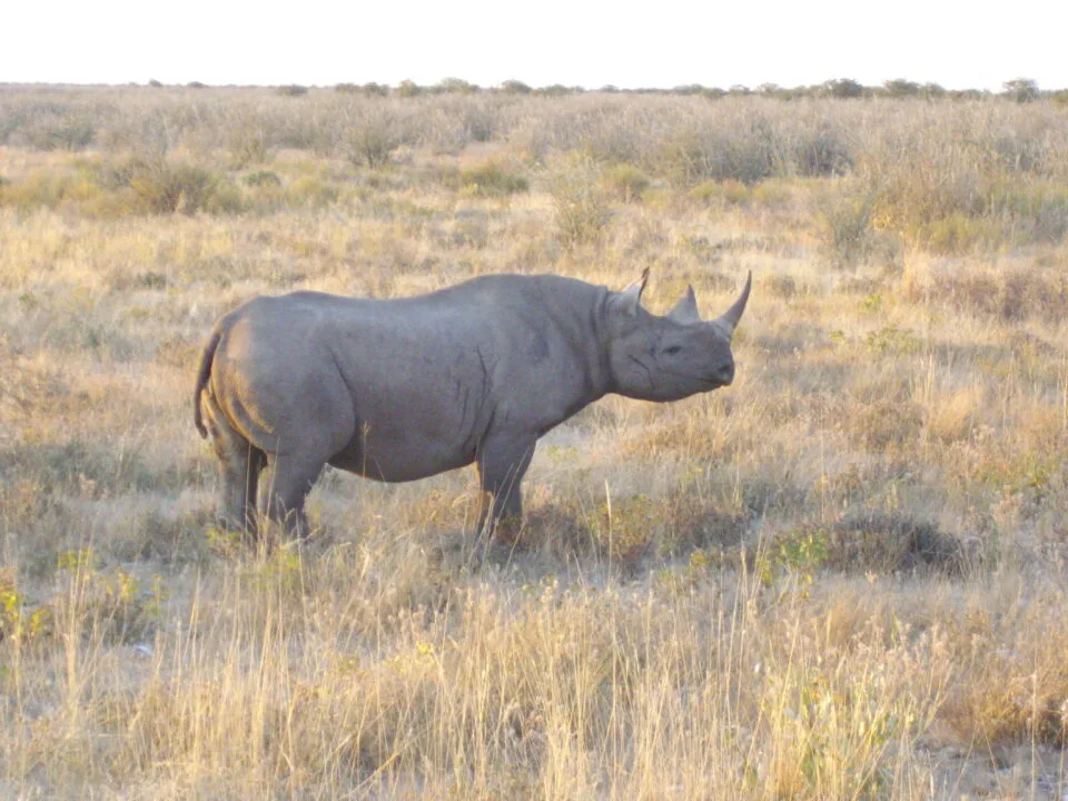 Etosha 2009
