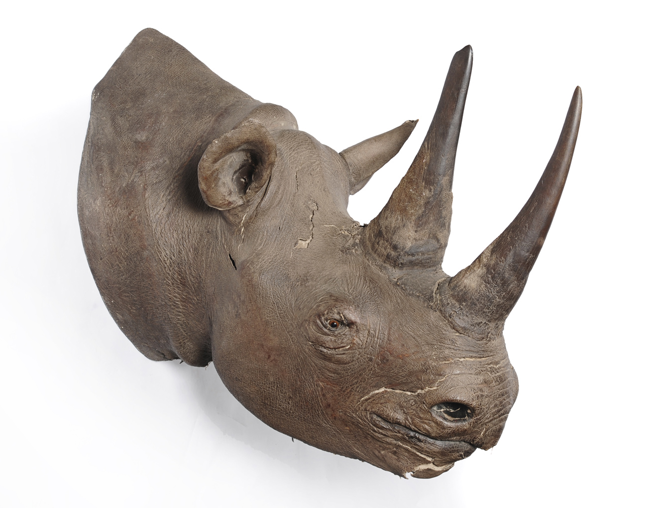 Black rhino 1920 — Rhino Resource Center