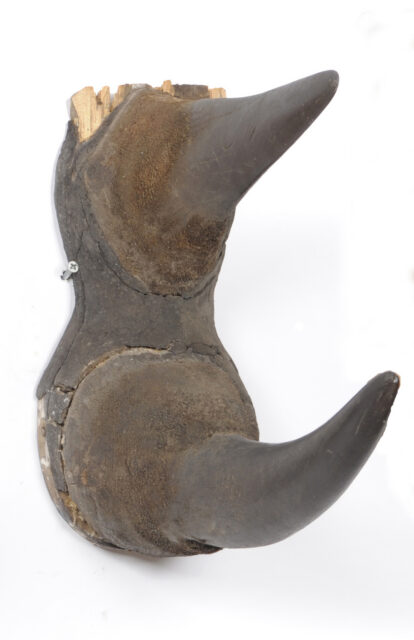 Black rhino horn 1910