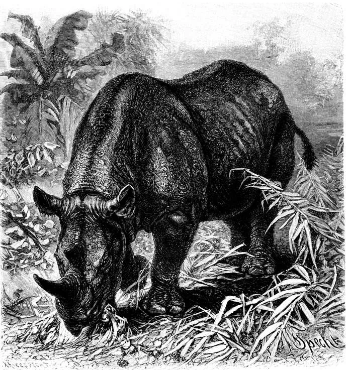 Brehm 1900 black