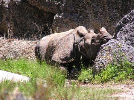 Miami Metro “Kalu”