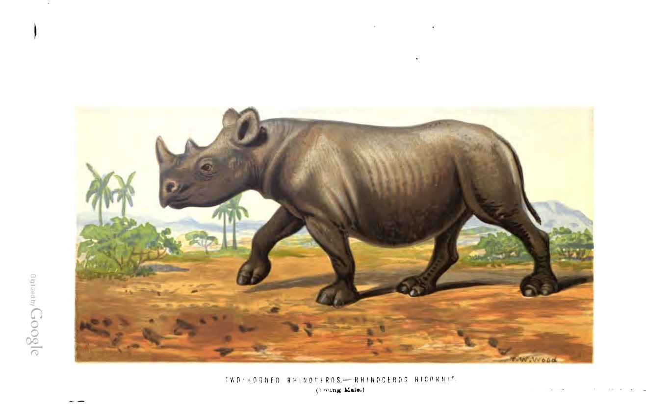 Black rhino 1870 — Rhino Resource Center