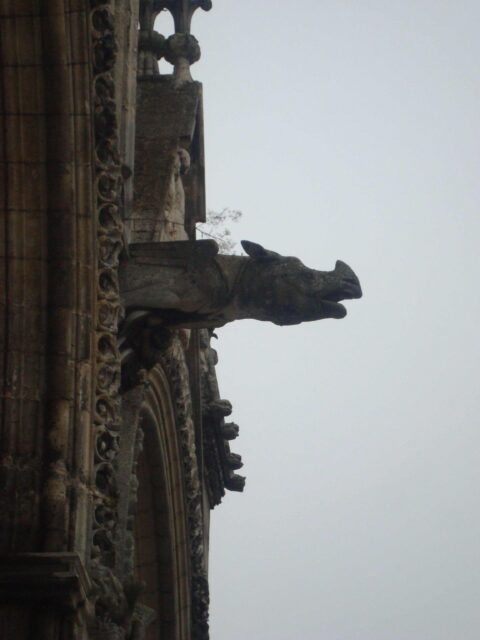 Laon rhino