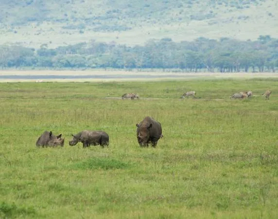 Ngorongoro